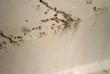 Leading Biotoxin Illness Expert Dr. Ritchie Shoemaker Warns of Mold...