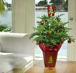 Give a living green gift, a Norfolk Island Pine