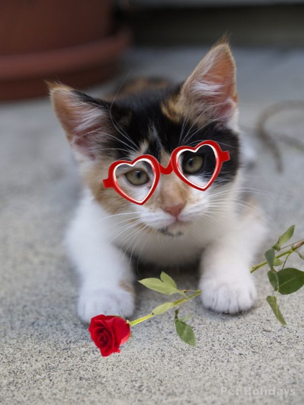 valentine cat cats valentines kittens kitten kitty happy funny animals goldfish pet holidays even way easy gifs apptentive google