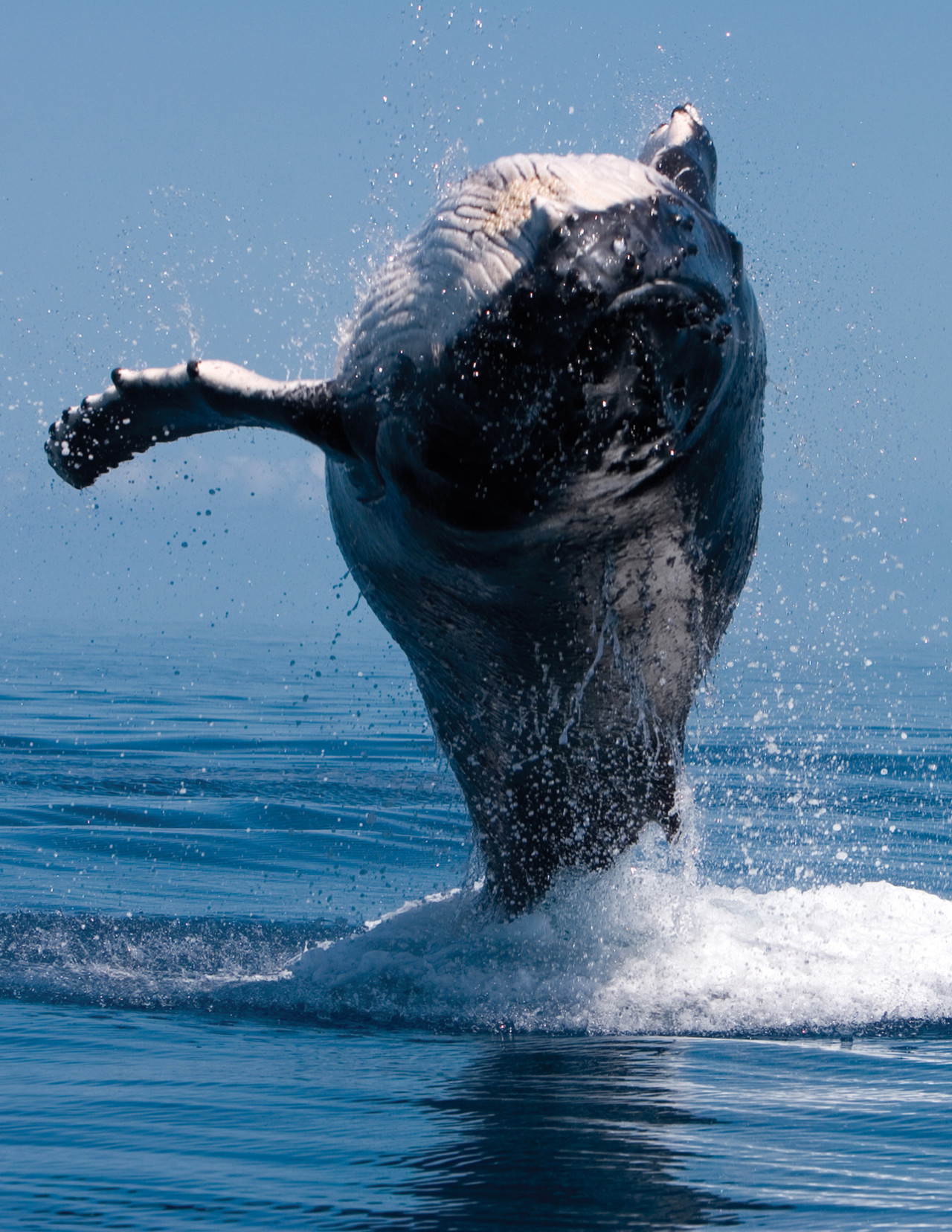 Four Seasons Resort Maui Says, “Listen to the Humpback Whales -- They