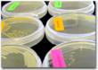 ATL and HFI Partner to Educate on Microbial Testing for Facilities