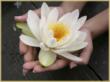 Ayurveda Honduras Program Offered by Escuela Ayurveda de California in...