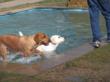 Doggie's Wonderland Showcases Renovations and New Staff With Free...