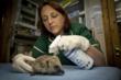Innovacyn Names Winners of the "Vetericyn Loves Animals"...