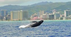 Whale photo taken from the Star of Honolulu