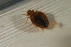 ... Bed Bugs But Bed Bugs Beware Says Use of Bed Bug Bully is Much Less