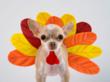 Preventing Holiday Cheer From Stressing Your Pet