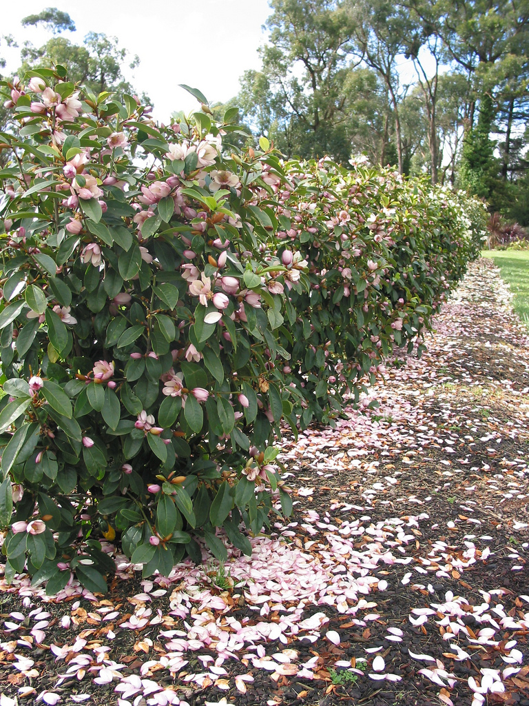 Magnolia+Bush Fairy Magnolia Blush - – a spring-blooming, evergreen magnolia ...
