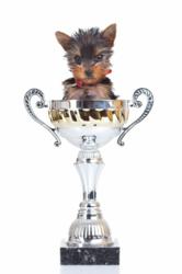 Dog Lovers Choose their Favorite Dog Toy of 2012