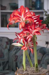 Amaryllis in a pot