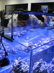 An SCMAS member uses the Majano Wand to eradicate aiptasia anemones, which are considered a pest in the saltwater aquarium hobby.