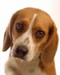 Thousands Plea with Animal Research Labs to “Stop Killing Snoopy”