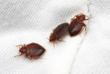 Victims of Pesticide Misuse to Kill Bed Bugs Rise in Numbers; Spray...