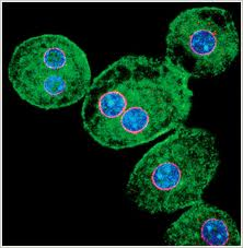 Cell Growth @ TriScience.com