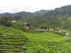 Cameron Highlands