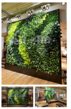 GSky Debuts Vertical Green Wall at West Elm, Kuwait