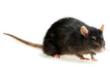 Eliminate’Em Pest Control Services Offers $75.00 OFF any pest control...