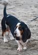 Pets can get the winter blues, too, says Linfield College animal...