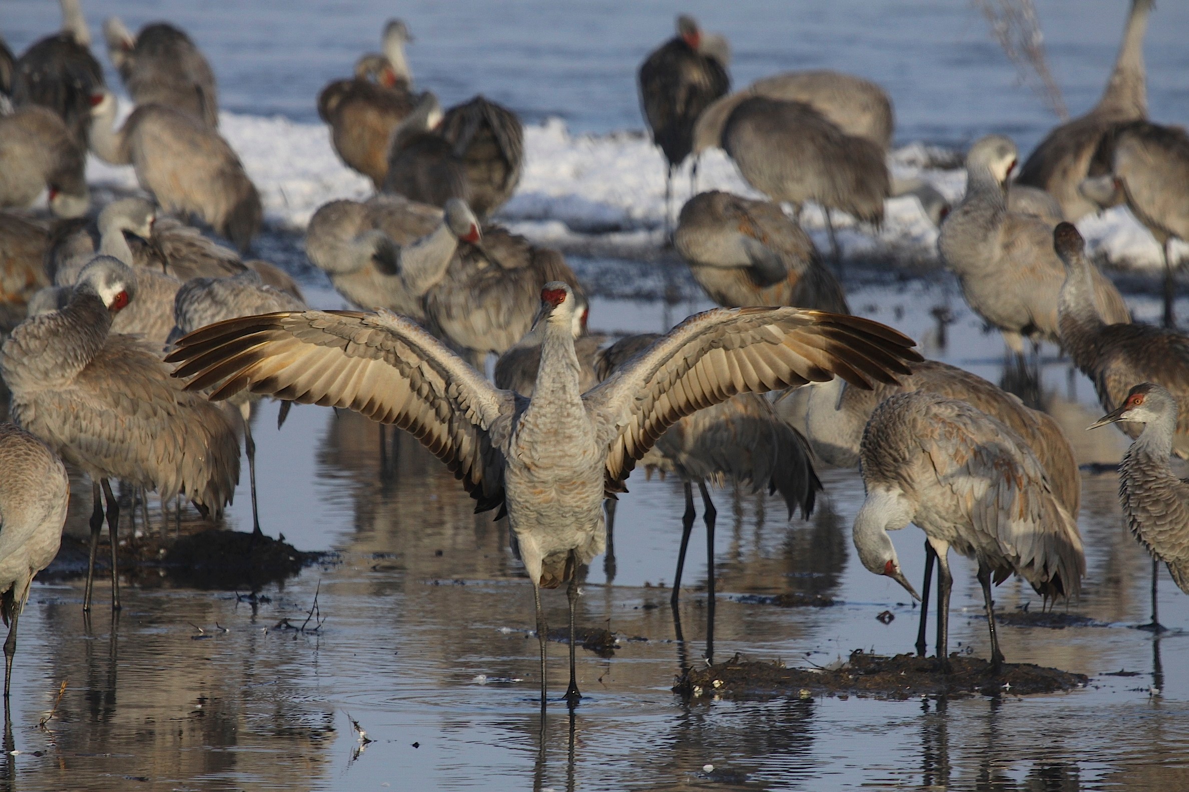 See Thousands of Majestic Sandhill Cranes at the Tennessee Sandhill