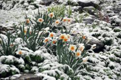 Daffodils