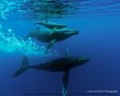 Four Seasons Resort Maui at Wailea Announces Artisan Showcase...