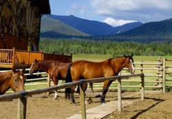 Northern Colorado Horse Properties