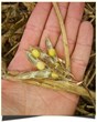 Almost Nuts! Tells Consumers Why They Need to add Non-GMO Foods to...