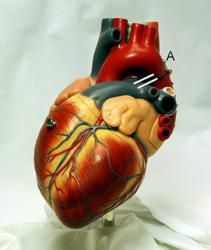 Blood Sugar - Cardiac - Cancer Connection