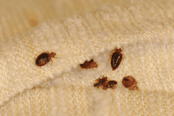 New Way to Kill Bed Bugs Discovered; Bed Bug Bully Says Use of Bed Bug ...