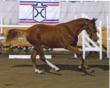 Gowrie Group, a Premier Independent Insurance Agency, Expands Equine...