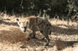Oakland Zoo Becomes New Home for Hyenas