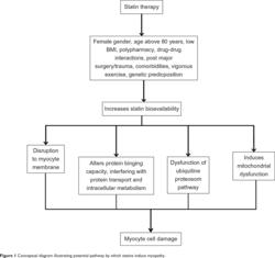 Pathway by which statins induce myopathy.