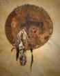 Buffalo Culture Collection two steps closer to exhibition at Buffalo...