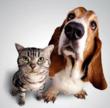 SpiritDetox.com Launches Complimentary Online Recipes for Pet Owners