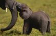 WWF Reaction to Thai Prime Minister Announcement on Ivory Trade