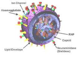 Virus @ Scien.net