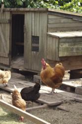 Chick Coop Plans | Chicken Coop PDF