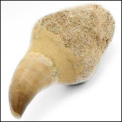 Police Auctions website Policeauctions.com fossilized mosasuar tooth
