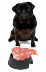 Dogington Post Asks Readers to Vote for their Favorite Raw Dog Food
