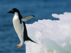 Bop Design Announces that Google’s Penguin Algorithm Means Big Changes in SEO Techniques for Business Websites