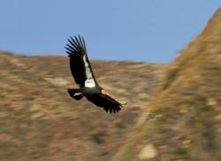 Captive bred condor #79 flys free over the Hopper Mountain National Wildlife Refuge