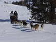 Wyoming Inn Names Jackson Hole Sled Dog Country with New Sled Dog...