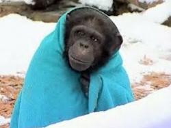 Chimp With a Blanket