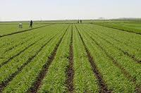 Agricultural Research @ ScienceAlerts.com