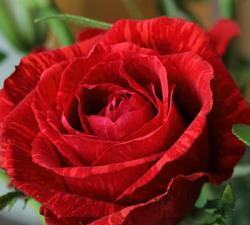 Flower Mart Hours on La Flower Petallers Give Skinny On Red Long Stemmed Valentine S Roses