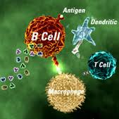 Immunology @ ScienceIndex.com