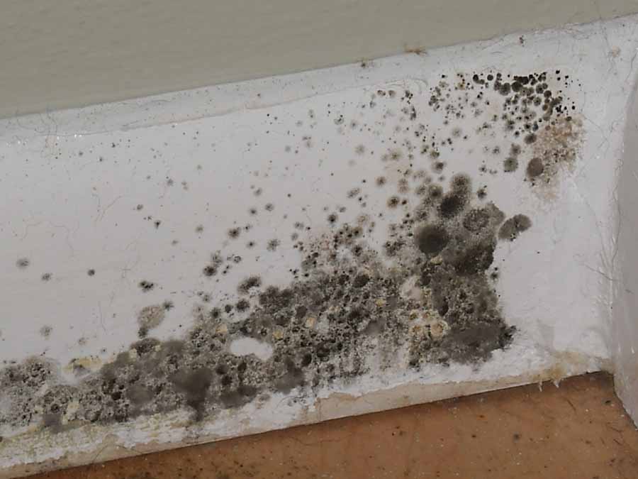 mold removal mildew kill fungus toxic water ceiling causes dangerous non remove damage mould remediation removing molds problem problems bathroom