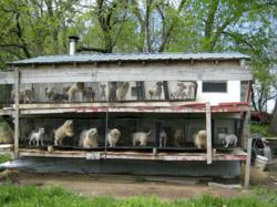 pet stores puppy mills best friends animal society puppies protest