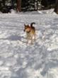 Winter Weather Safety Tips for Pets from Canine Company