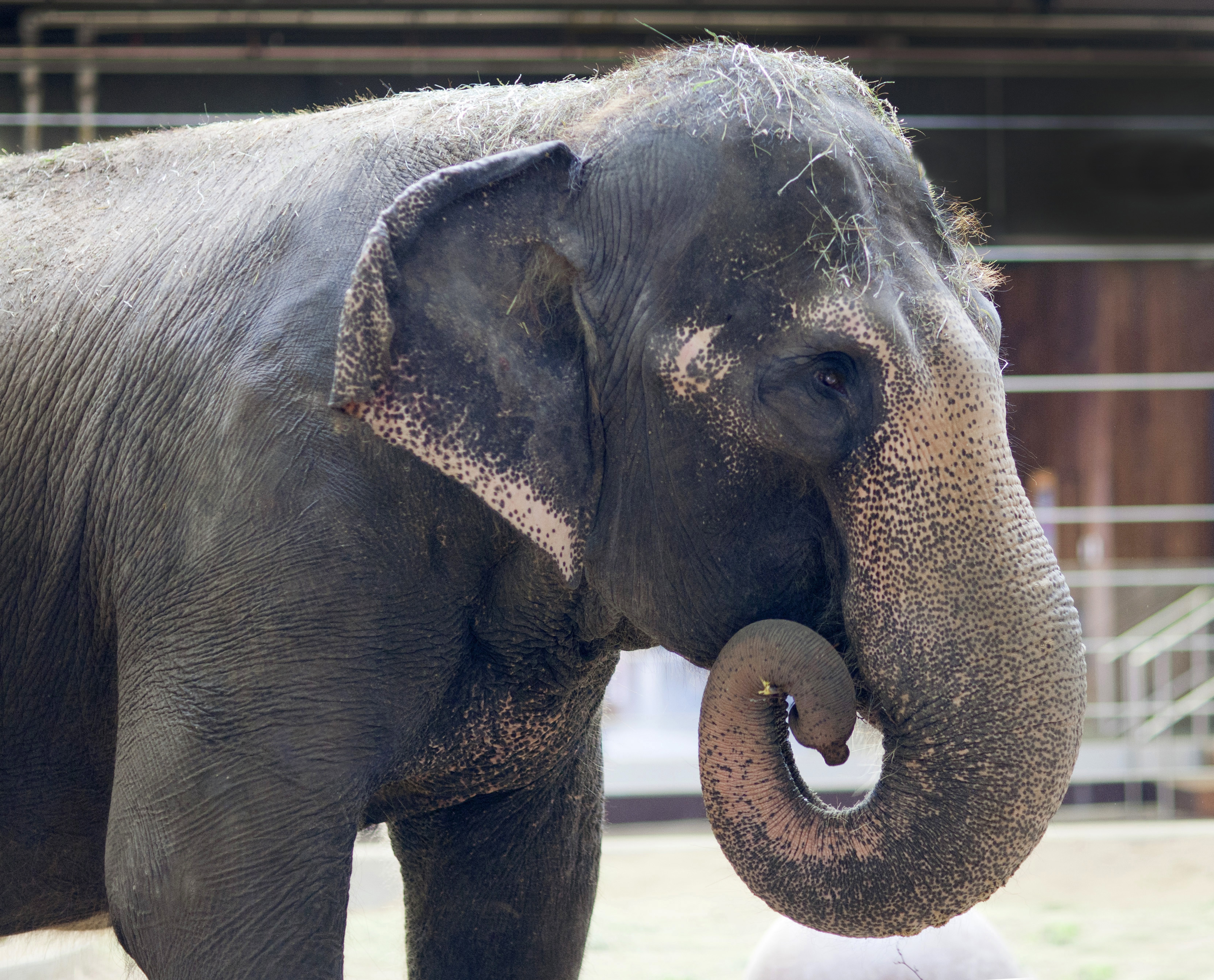 Denver Zoo Asian Elephant &quot;Kimbo&quot; Can Now Be Seen by Guests